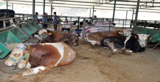 Bir Tonluk Kral Alıcısını Bekliyor