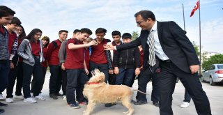 Sokakta Yaralı Bulundu Şimdi Okulun Maskotu Oldu