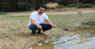 Kütahyada Esrarengiz Balık Ölümleri