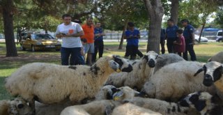 Kaçan Kurbanlık Koyunlar Sahibiyim Diyene Yediemin Olarak Verildi