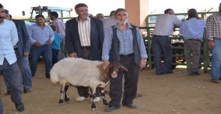 Hayvan Pazarında Yoğunluk Yaşanıyor
