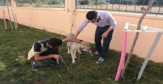 Ölüme Terk Edilen Köpek, Engellilerin ‘Dostu Oldu