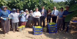 Taze İncirin Başkentinde Hasat Erken Başladı