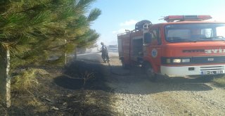 Atatürk Hatıra Ormanında Yangın: 400 Çam Kül Oldu