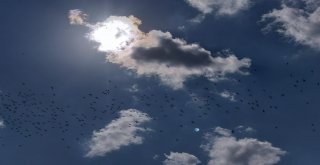 Leylekler, Silivri Semalarında Görsel Şölen Oluşturdu