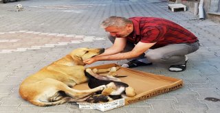 (Özel) Kedi İle Köpeğin Dostluğu Görenleri Hayrete Düşürüyor
