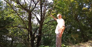 (Özel Haber) Katil Arılar Kestane Ağaçlarını Kuruttu