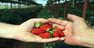 (Özel)Turizm Sektörünü Bıraktı, Memleketinde Toprak Kullanmadan Çilek Yetiştiriyor