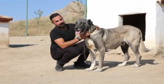 Yerli Ve Milli Koruma Köpeği Kangal