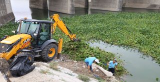 Asi Nehri Temizleniyor