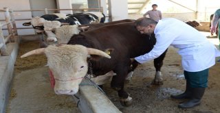 Altındağ Belediyesinden Kurbanlıklara Sağlık Taraması