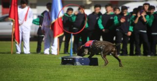 Nevşehirde Cumhuriyet Bayramı Kutlamalarına Eğitimli Köpeklerin Gösterisi Damga Vurdu