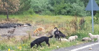 (Özel Haber) Başıboş Köpeklerin Kaldığı Barınak Yandı