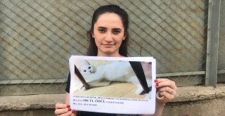 Genç Kadın Evden Kaçan Kedisini Sokak Sokak Arıyor