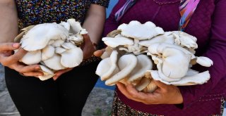 İstiridye Mantarı Yetiştiren Kadınlar Artık İş Dünyasında