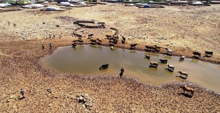 Susuzluktan 40 Bine Yakın Hayvanla Göç Ettiler