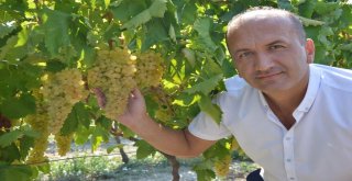 Manisada Kuru Üzüm İçin Hasat Erken Başladı