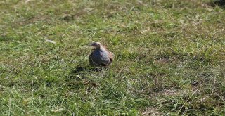 Kırklarelinde 2 Bin Adet Keklik Doğaya Bırakıldı
