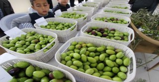 Saruhanlı Belediyesi Zeytin Hasat Şenliği Düzenlendi