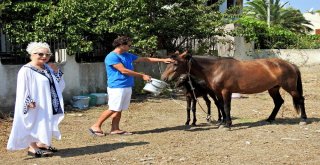 Çeşmeli Hayvanseverin Sahiplendiği Terkedilmiş Hamile At Doğurdu