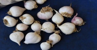 Tunceli Dağ Sarımsağı Tescillendi