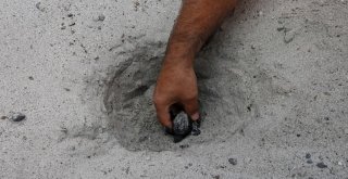 Çeşmede İlk Defa Doğan Caretta Yavruları Denizle Buluştu