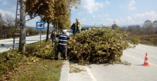 Ağaç Budama Çalışması Devam Ediyor