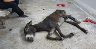 Yaralı Eşeğe Hayvan Severler Sahip Çıktı