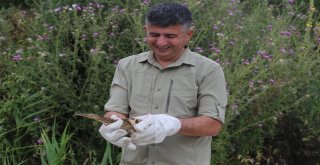 Vatandaşlar Tarafından Bulunan Balaban Doğaya Bırakıldı