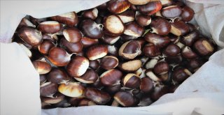 (Özel) - Ağaç Tepesinde Ekmek Kavgası