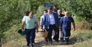 Safranboluda Çavuş Üzümü Hasadı Başladı