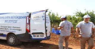 Belediyenin Yetiştirdiği Üzümler Yoksulların Sofrasına Gidiyor