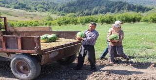 Hatay Karpuzu, Adana Karpuzuna Rakip Oldu