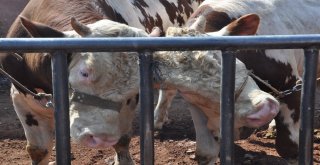 Kars Hayvan Pazarında Kurban Bayramı Hareketliliği