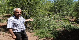 (Özel) Aç Ayılar Vişne Bahçesini Talan Etti