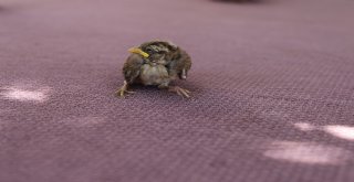 Varto İtfaiyesi Kuş Yavrusu İçin Seferber Oldu