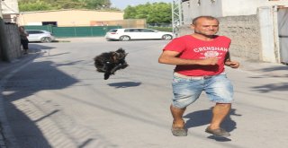 Pazardan Aldığı Keçi Çocuğu Gibi Oldu