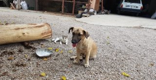 Anneleri Ölen 6 Civcive Evin Köpeği Aslan Annelik Yapıyor
