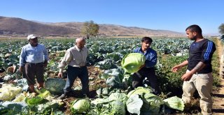 Muşta Lahana Hasadı