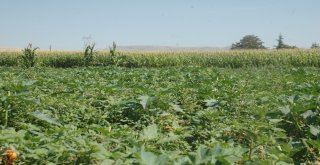 Ankaranın Meşhur Ayaş Domatesinde Üretim Bu Yıl Düştü