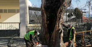 İzmir Büyükşehir Belediyesi’nden anıt ağaçlara gençlik aşısı
