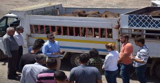 Kozlukta Genç Çiftçi Projesi