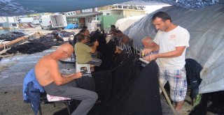 (Özel) Balıkçılardan Müjde, Denizde Bu Yıl Balık Çok