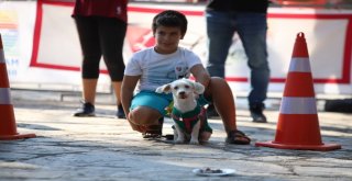 Marmariste Köpek Güzellik Yarışması Yapıldı