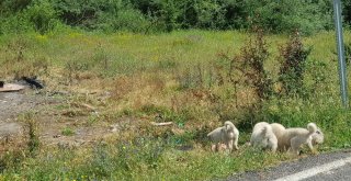 (Özel Haber) Başıboş Köpeklerin Kaldığı Barınak Yandı