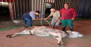 Yozgatlı Kasaptan Kurban Yatırma Tekniği