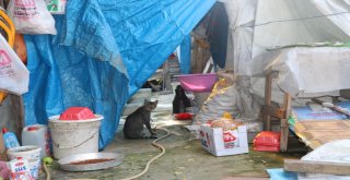 Uçurumdaki Kedisini Kurtarmak İsteyen Yaşlı Kadın Mahsur Kaldı