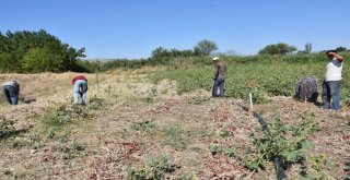 Bir Asırlık Kılıçlar Soğanının Hasadı Başladı