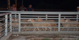 Damızlık Koçlar Yetiştiricilere Teslim Edildi