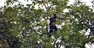 Aydında Ceviz Hasadı Başladı